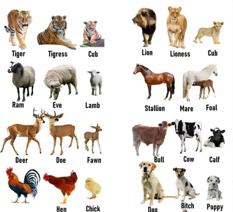 Animal Male, Female and Young Names